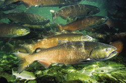 Chinook Salmon in a stream