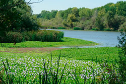 Stone Lakes Wildlife Refuge