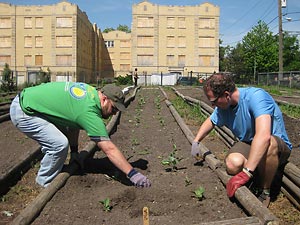 two men work in a raised garden bed in an urban setting