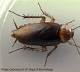 American Cockroach