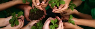 Image of hands holding seedlings