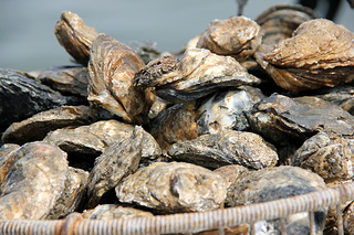 Basket of Chesapeake Bay Oysters