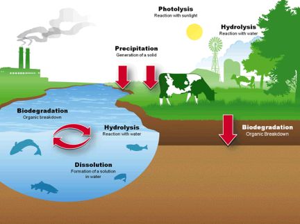 Transformation: Chemical Changes within a Medium