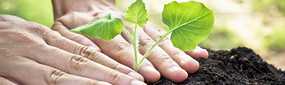 An image showing a person planting a sapling