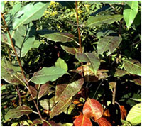 black cherry tree damaged by ozone exposure