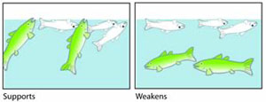 Fig 3-4 shows in one screen healthy fish gulping at the surface (which supports the case), the image on the right shows the healthy fish below the surface (which weakens your case).