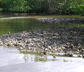 an oyster habitat on the shoreline