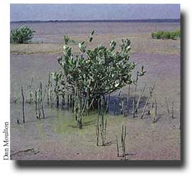 black mangrove