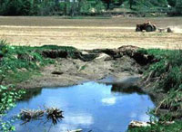 Photo showing a build-up of sediment near the edge of a pond adjacent to farming land.