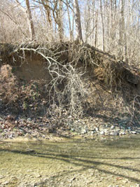 Photo showing a low stream but with a high bank behind showing significant erosion.