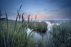 Wetlands