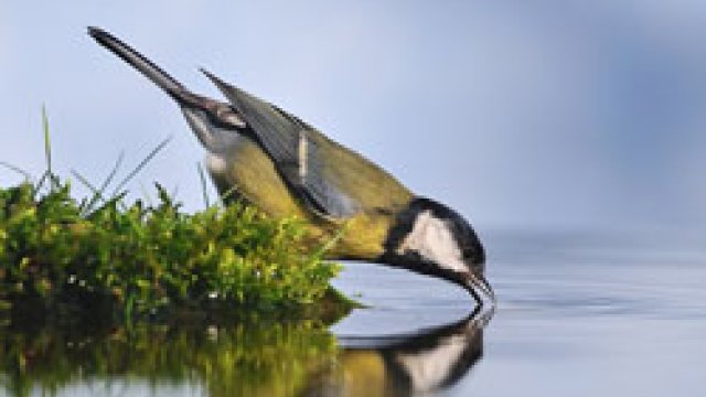 Bird drinking water
