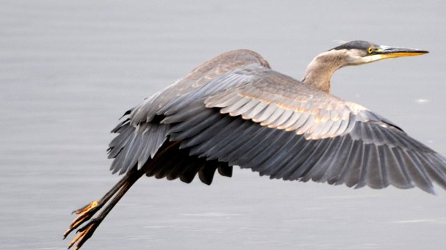 Great Blue Heron, Duwamish River, Seattle