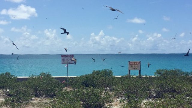 Birds flying along tropical coastline