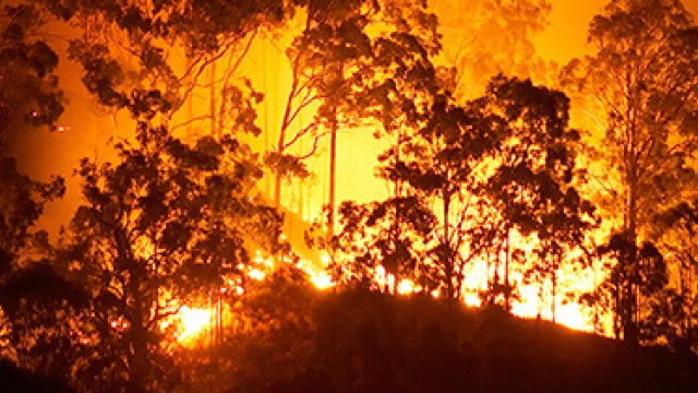 Forested area backlit by a wildfire seen behind the trees.