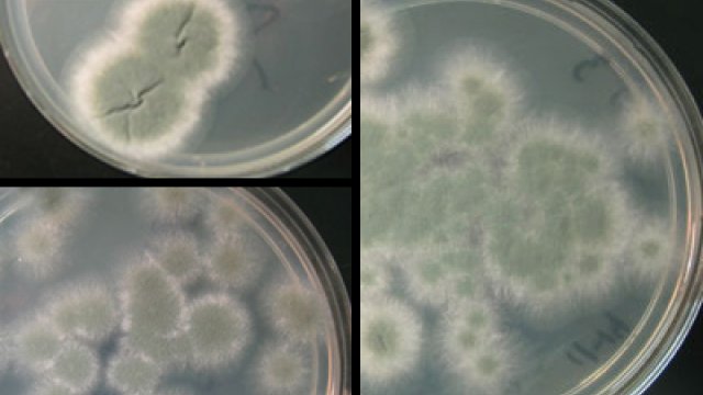 Mold Tests and Samples