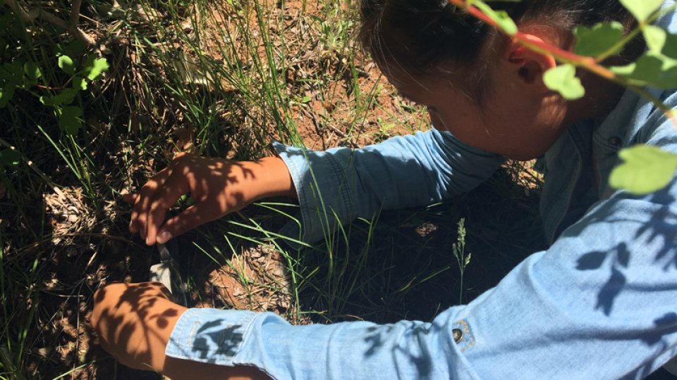 Dine College intern taking grass sample