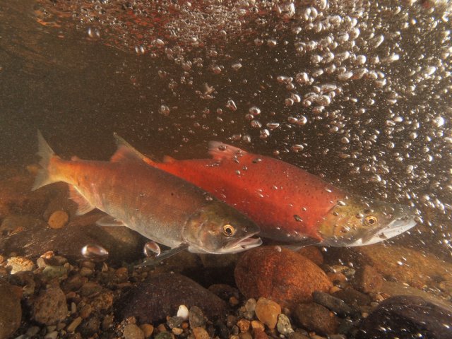 Salmon swimming through bubbles in rocky stream.