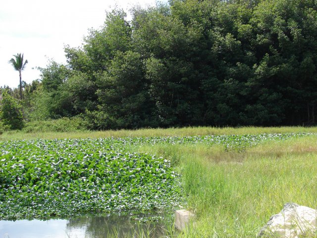 Common water hyacinth (Eichhornia crassipes) covering water with trees along the shoreline