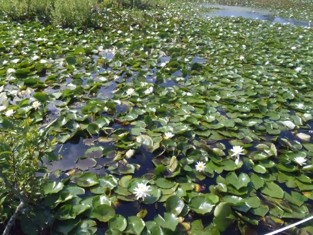 Water lily (Nymphaea odorata)