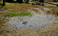 A photograph of a flooded septic tank