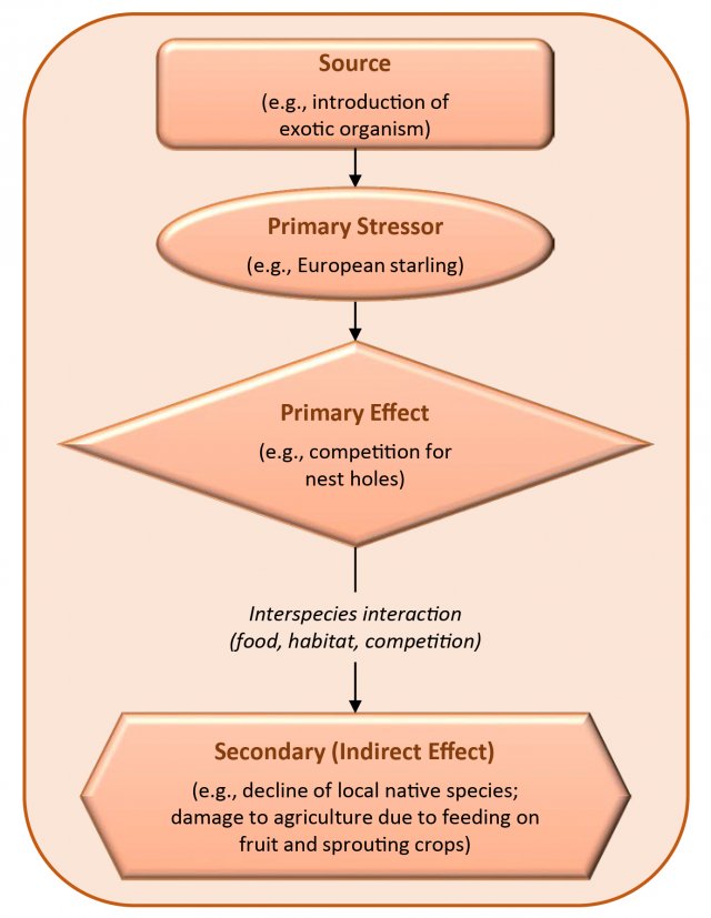 Example of a Biological Stressor (Non-Native Organism)