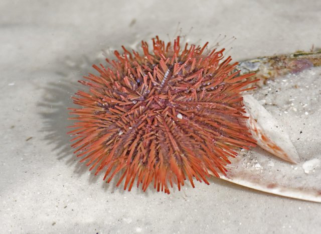 Sea urchin