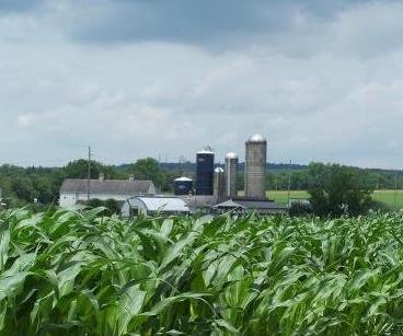 A field of crops with farm buildings in the background.