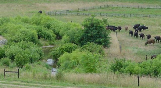 Farm field with trees, fencing, and cows