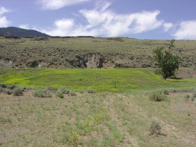 cattle grazing