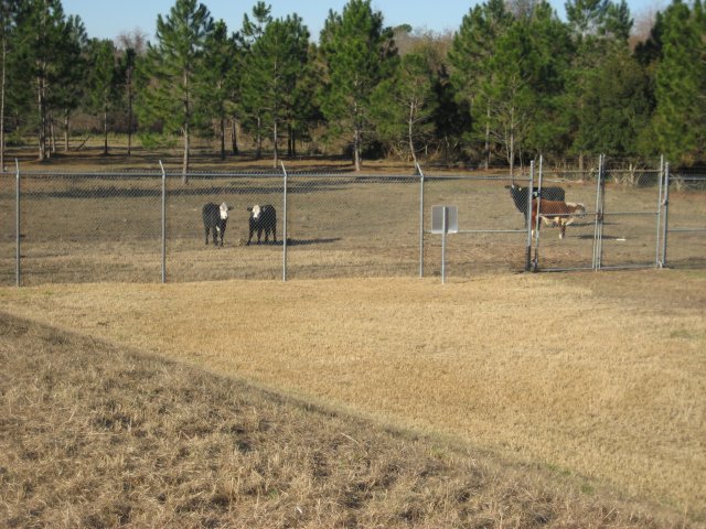 Cattle grazing on the western perimeter of the site