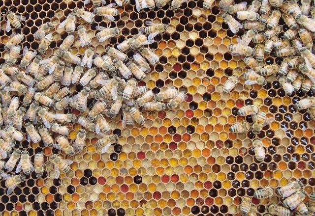 The different pollen colors come from a variety of plant species. Learn about some of EPA's research to protect pollinators below. Photo Credit: EPA's Bonnie Smith.