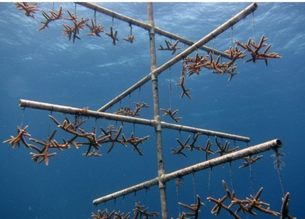Staghorn coral on a tree structure, used to help corals recover after traumatic events before potential transplantation back onto the reef.