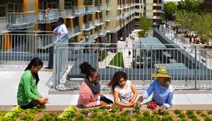 four women working on a rooftop garden