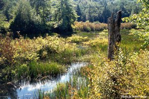 freshwater wetland