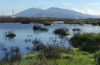 Pacheco Marsh, California