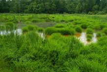 De Sale Restoration Area after cleanup relying on passive flow of water through treatment units.