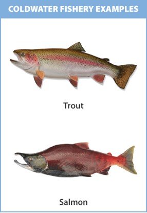 Photo of a trout and a salmon. Text above the photo reads, "coldwater fishery examples"