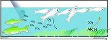 Figure 3-5a illustrates how the nutrients coming in and turning into CO2 from the presence of algae cause fish loss.