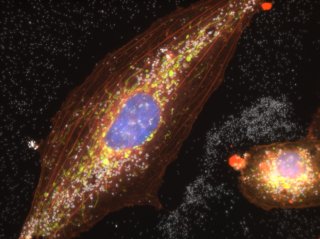 Cell engulfing engineered nanomaterials.