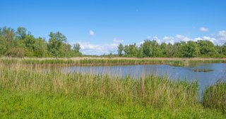 Wetland landscape 