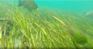 Underwater shot from NARS in the Great Lakes