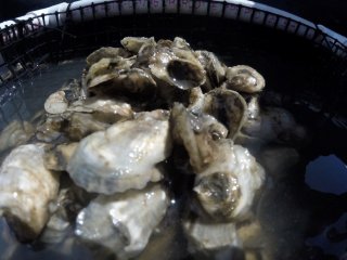 Oysters
