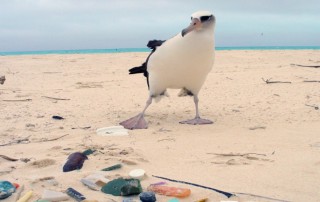 bird on beach with litter