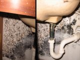 Mold on drywall under leaky sink.