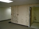 Mold on gypsum wallboard.