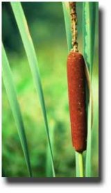 cattail