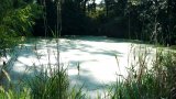 Harmful algal Bloom in pond (HAB)