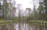 Photo shows a large drainage feature surrounded by herbaceous vegetation, mature trees, and saplings with nutria guards.