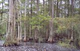 Photo shows a water body with interspersed mature cypress and tupelo trees.